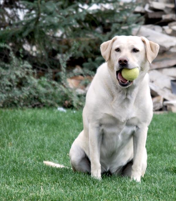 /Images/uploads/Humane Society of Utah/HSU2018/entries/3864thumb.jpg